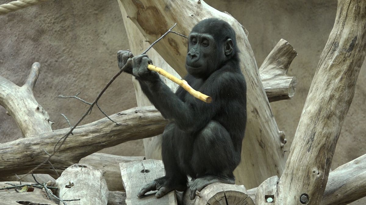 Pražská zoo zahájila 91. sezonu, novinkou budou luskouni a pavilon goril